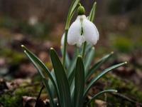 экологическая акция"Оставь цветы весне"